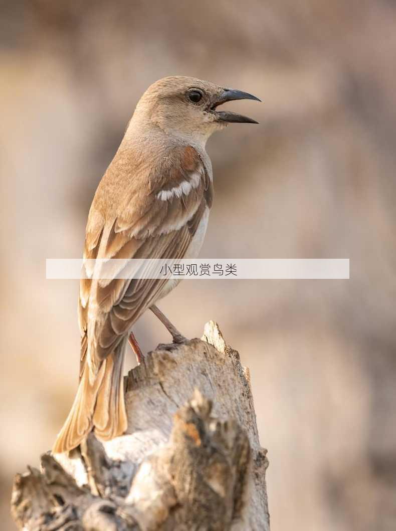 小型观赏鸟类