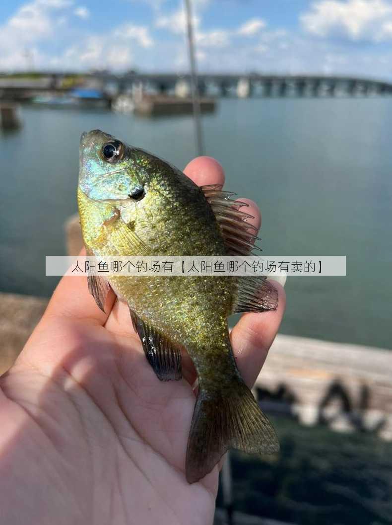 太阳鱼哪个钓场有【太阳鱼哪个钓场有卖的】