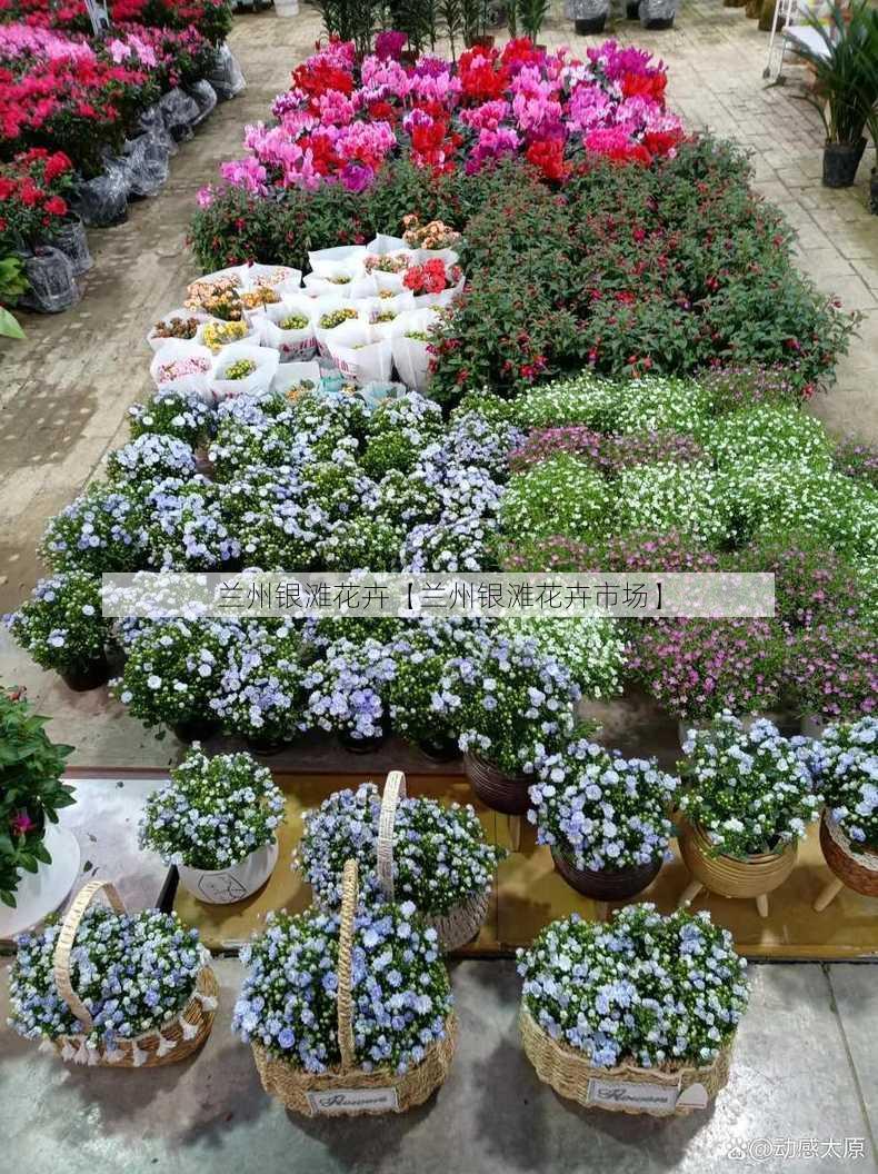 兰州银滩花卉【兰州银滩花卉市场】