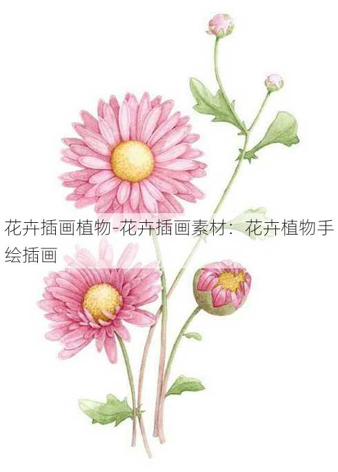 花卉插画植物-花卉插画素材：花卉植物手绘插画