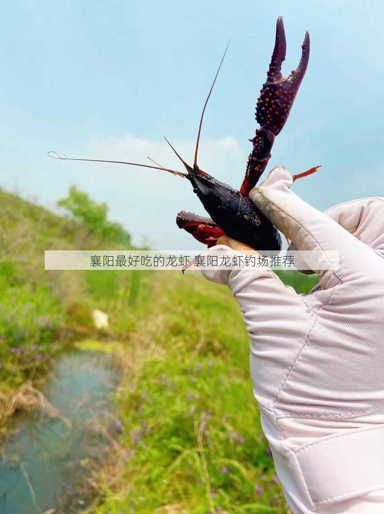 襄阳最好吃的龙虾 襄阳龙虾钓场推荐