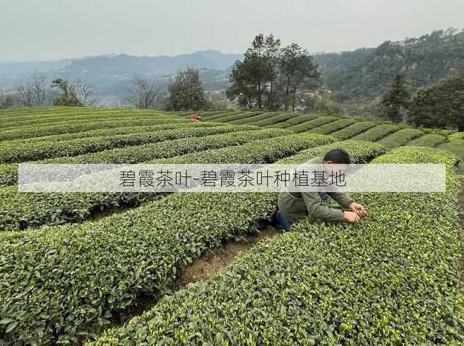 碧霞茶叶-碧霞茶叶种植基地