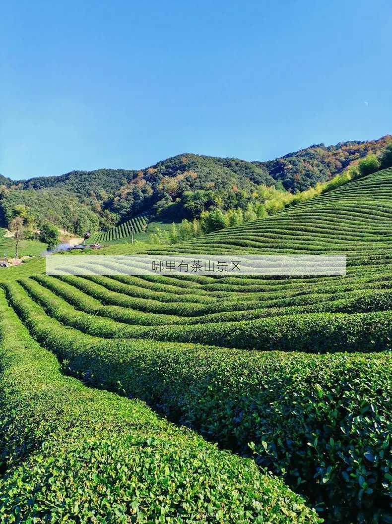 哪里有茶山景区