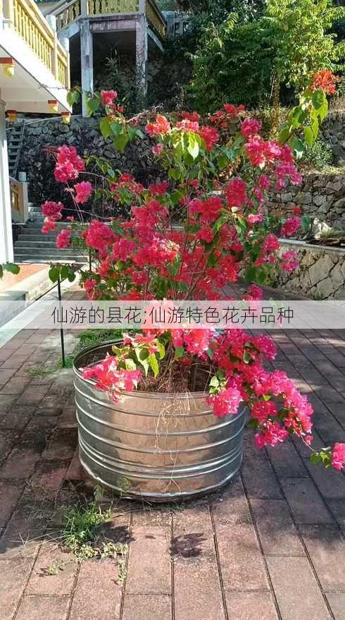 仙游的县花;仙游特色花卉品种