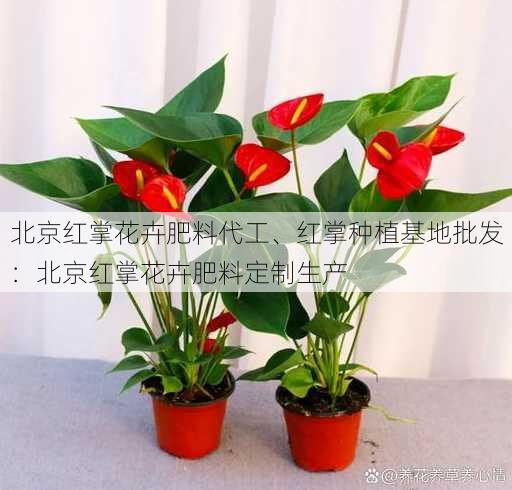 北京红掌花卉肥料代工、红掌种植基地批发：北京红掌花卉肥料定制生产