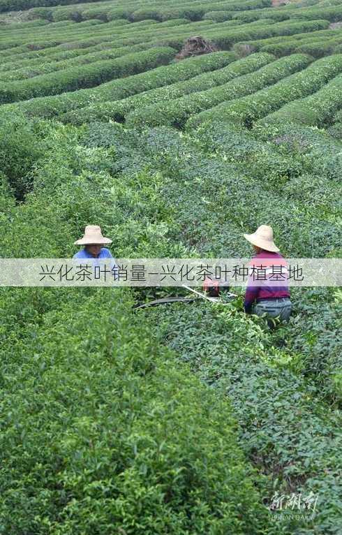 兴化茶叶销量—兴化茶叶种植基地