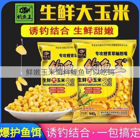 鲜嫩玉米饵料鲤鱼可以吃吗