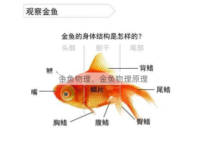 金鱼物理、金鱼物理原理