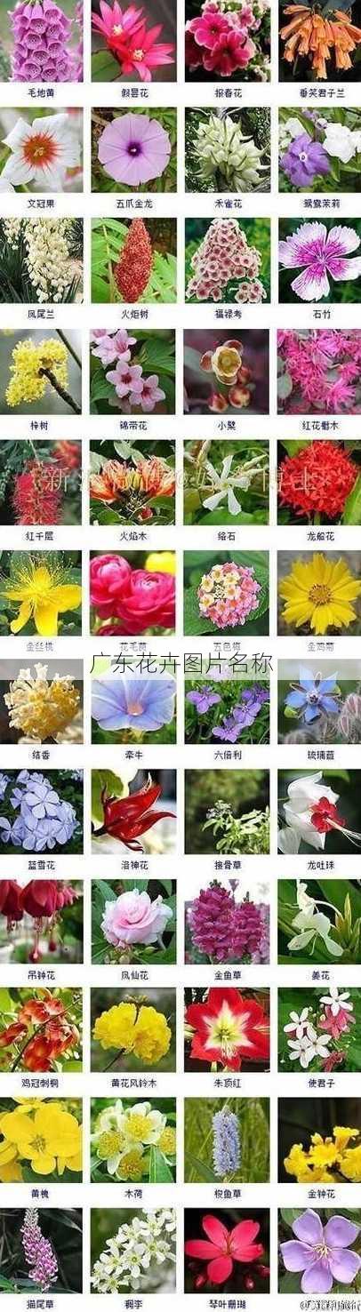 广东花卉图片名称