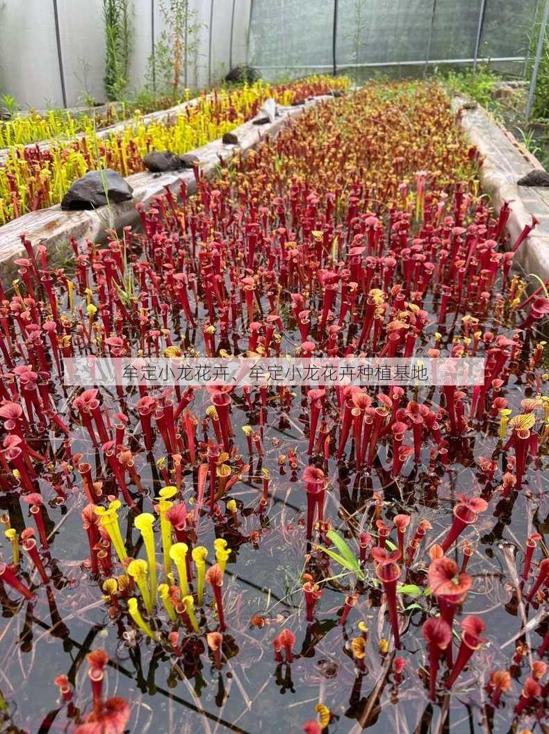 牟定小龙花卉、牟定小龙花卉种植基地