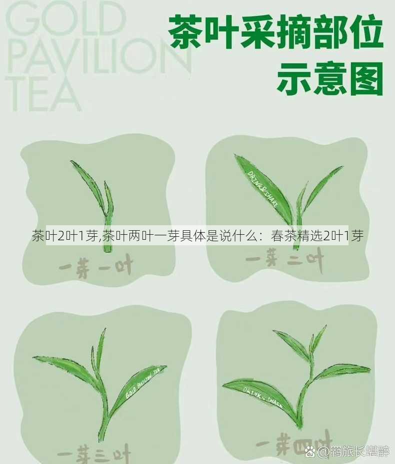 茶叶2叶1芽,茶叶两叶一芽具体是说什么：春茶精选2叶1芽